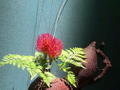 -觀芷隐轩