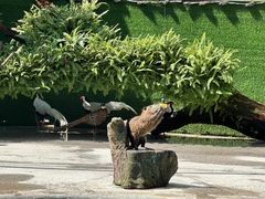 -广州长隆飞鸟乐园