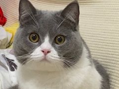 -芭比堂动物医院·犬猫全科·异宠专科(雁塔分院)