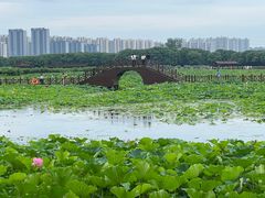 -荷塘月色湿地公园·向阳花洲