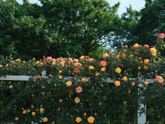 -名花谷生态庄园