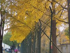 -三里屯东五街银杏大道
