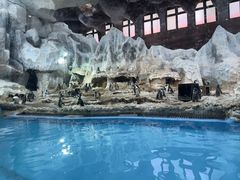 -帝企鹅自助餐厅•儿童岛•真企鹅(长隆企鹅酒店)