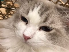 -飞行喵MR PILOT|猫舍·猫咖(静安大融城店)
