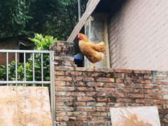 -彩虹桥宠物火化殡葬善终服务(金乐大厦店)