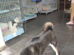 -宠物之家Pets Home 宠物寄养酒店