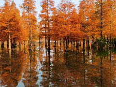 -白鹭湾湿地公园