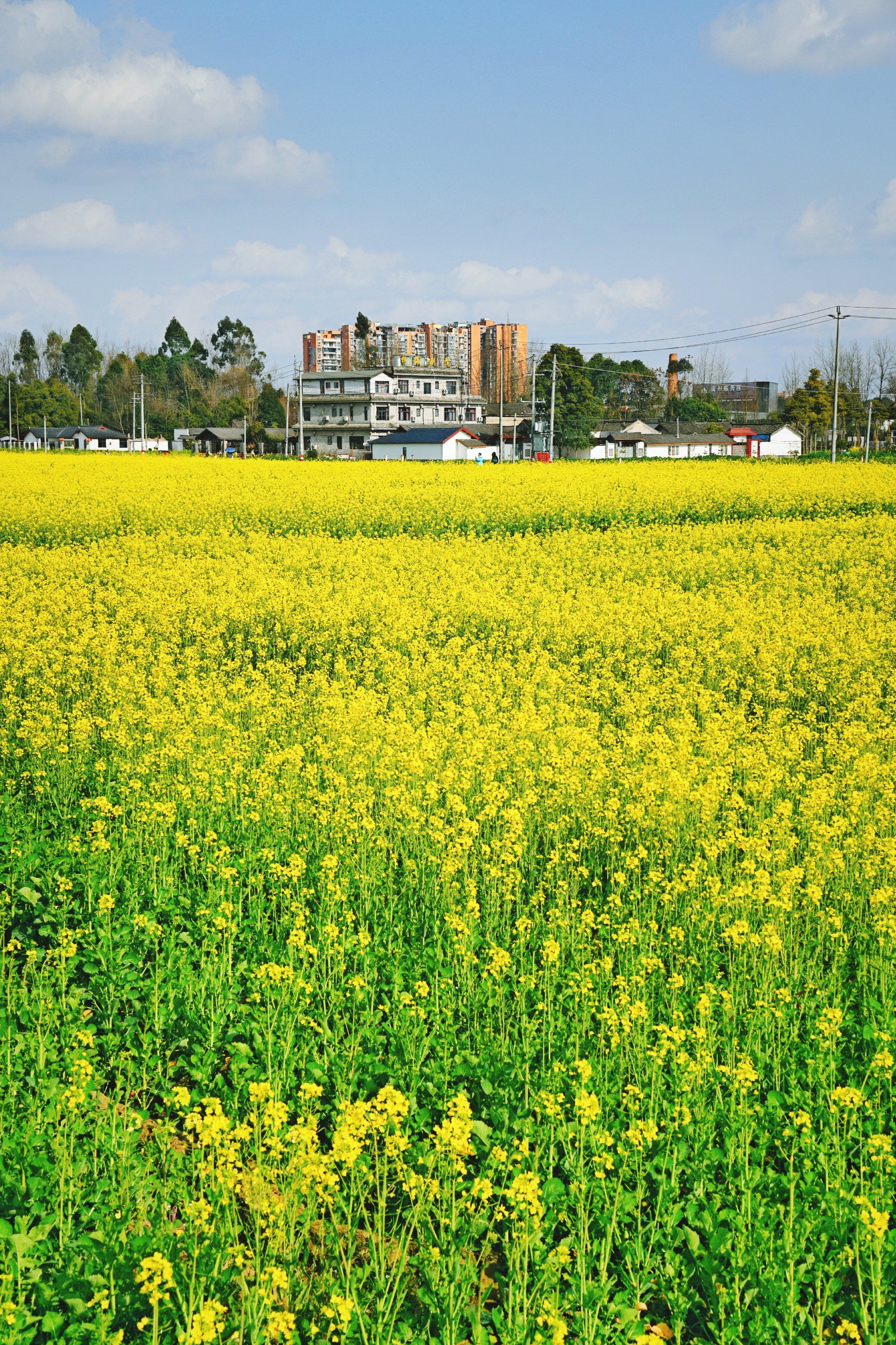 崇州这个地方油菜花已开,满是春天的味道
