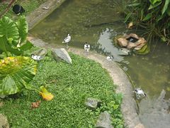 -新加坡飞禽公园