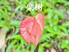 -广东中医药博物馆