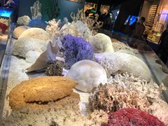 -贝林大翅鲸简餐厅(国家海洋博物馆店)