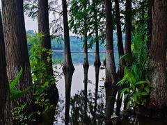 -重庆彩云湖湿地公园