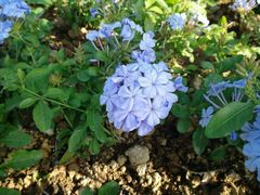 -荷兰花海