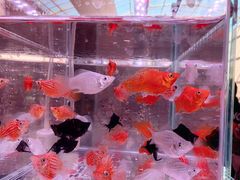 -中环花鸟鱼虫市场