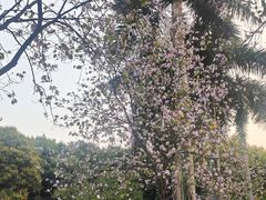 -南宁南湖公园