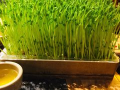 活体盆栽豆苗-蜀大侠火锅(四川北路店)