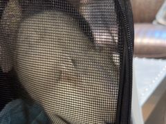 -宠颐生斯嘉宠物医院·急重症·心内科(谷阳北路分院)