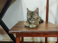 -楼上猫咖(罗湖店)