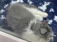 -1013 PET SHOP精品宠物商店(丁香店)