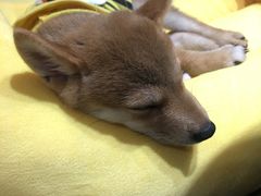-逗柴咖啡屋·狗咖猫咖宠物桌游