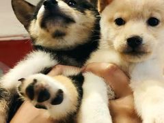 -南京Hallo宠物乐园·哈罗犬舍·柴犬繁育基地