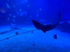 -烟台海昌鲸鲨海洋公园