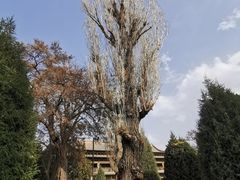 -张掖大佛寺景区