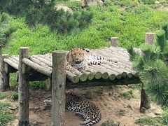 -西霞口神雕山野生动物世界