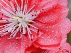 -桃花涧