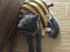 -瑞鹏宠物医院·骨科·猫科·内科(第一中心)