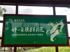 -中华茉莉园