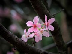 -中国科学院华南植物园