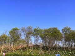 -大塘金香草谷