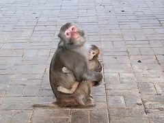 -北京动物园