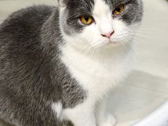 -猫亿天猫咖