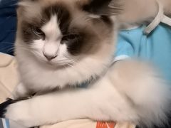 -北京观赏动物医院·24小时大型综合·猫专科·异宠专科