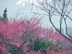 -重庆彩云湖湿地公园