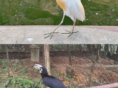-吉隆坡雀鸟公园