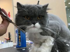 -momokira米努特·德文卷毛猫·棉花面纱犬