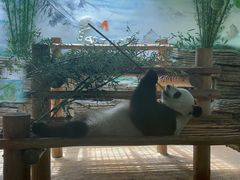 -西霞口神雕山野生动物世界