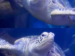 -海合安武汉极地海洋公园