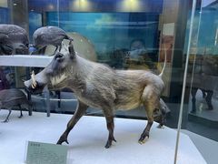 -国家自然博物馆