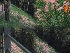 -西湖风景区-江洋畈生态公园