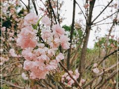 -天适樱花悠乐园
