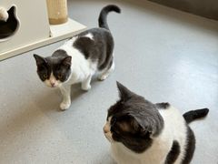 -Cappucimeow猫咪咖啡馆(韦伯时代店)