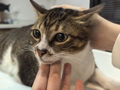 -御宝贝·A梦猫科宠物医院(国际猫友好医院)