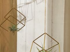 -柴务处·柴犬主题狗咖