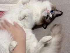 -达爱动物医院·犬猫分区·CT·复杂眼科(远洋山水分院)