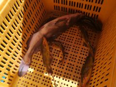 -大鹅岛灶台鱼·铁锅炖(水库路店)
