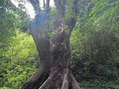 -莫里热带雨林景区